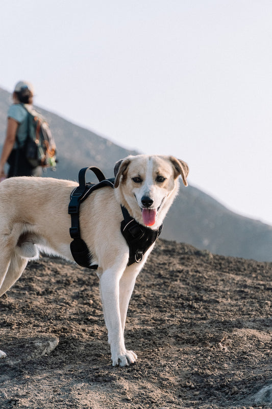 Arnés Sniffer Flex - Negro