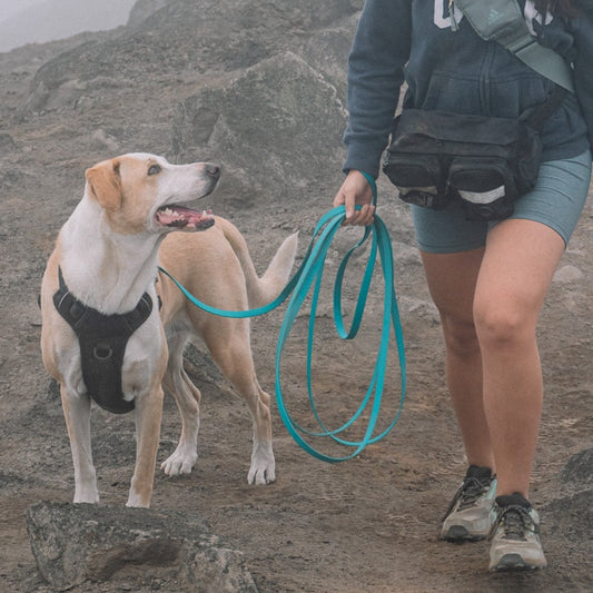 Correa Sniffer Esmeralda (3 metros)