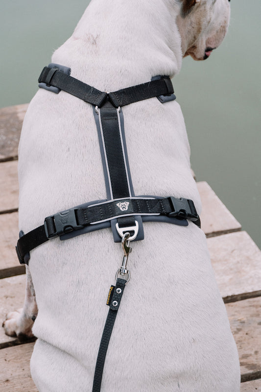 PACK Paseo Ideal - Black