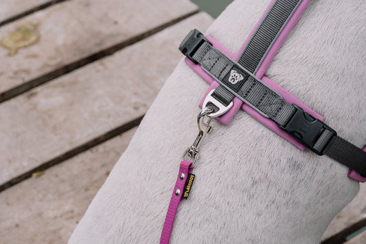 PACK Paseo Ideal - Lila