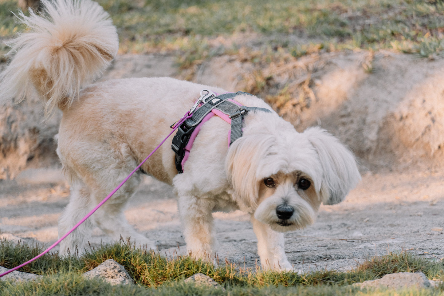 PACK Paseo Ideal - Lila
