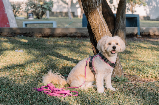 Correa Ladridos Mini Violeta (5 metros)