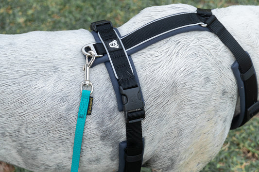 PACK Paseo Ideal - Turquesa & Black