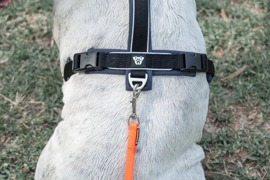 PACK Paseo Ideal - Neon & Black