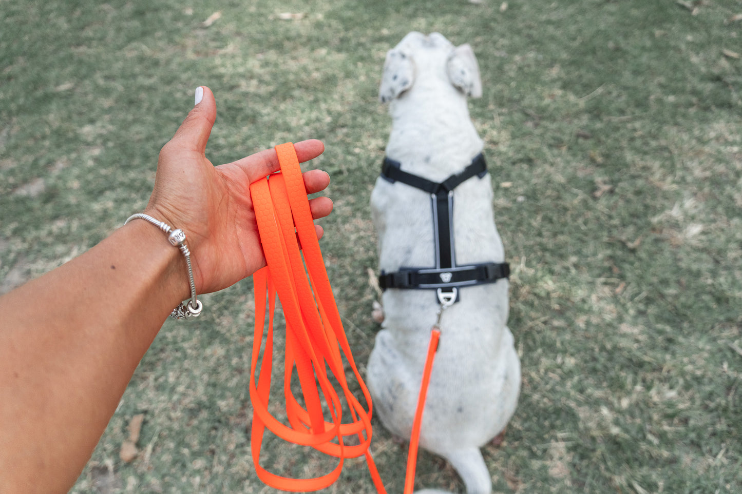 PACK Paseo Ideal - Neon & Black