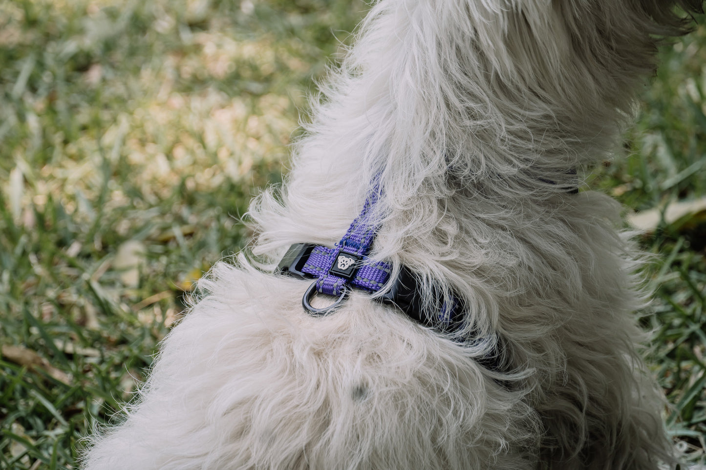 Arnés Ladridos Mini - Morado