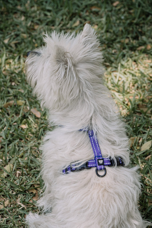 Arnés Ladridos Mini - Morado