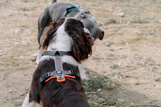 Arnés Ladridos Sport 2.0 - Neon