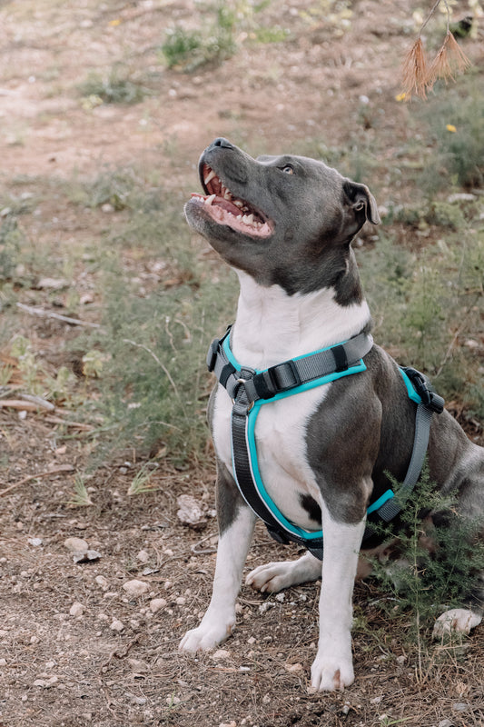 Arnés Ladridos Sport 2.0 - Turquesa
