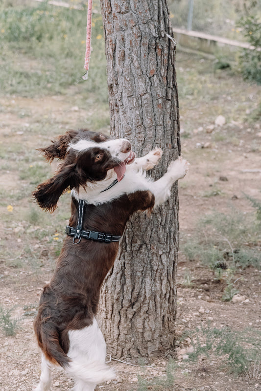 Arnés Ladridos Mini - Negro