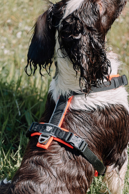 PACK Paseo Ideal - Neon