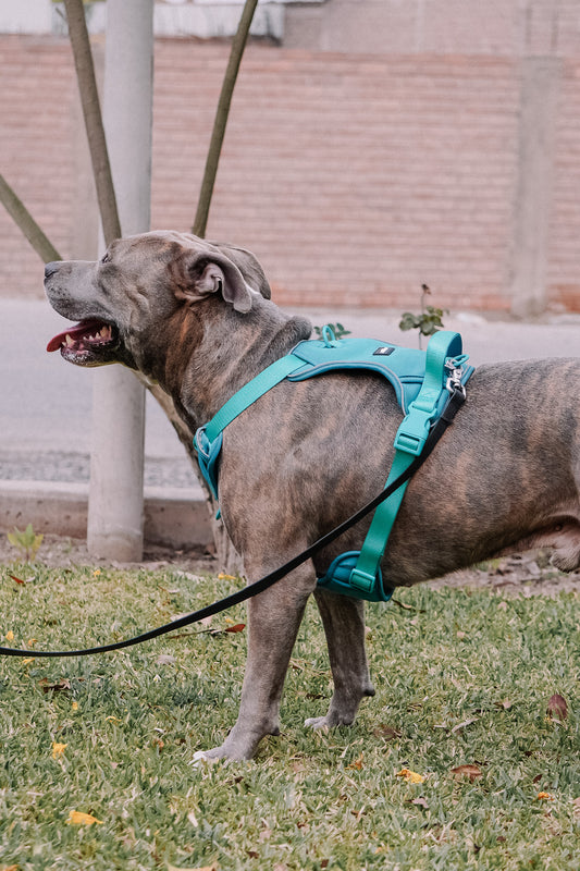 Arnés Sniffer Flex - Esmeralda