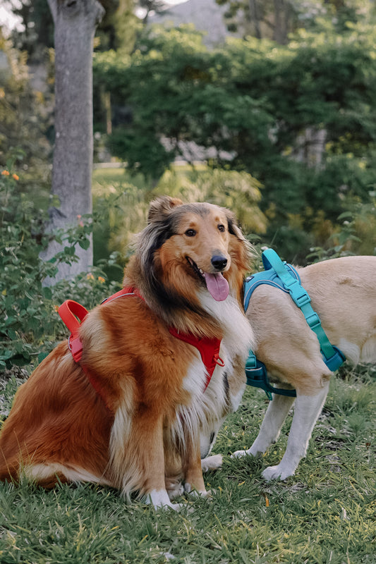 Arnés Sniffer Flex - Rojo